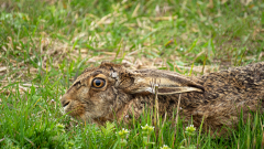 Haas-European hare-Feldhase-Lepus europaeus-Nederland-Netherlands-Niederlande