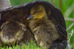 Onder moeders vleugels-Under mother's wings-Unter Mutters Flügeln-Nederland-Netherlands-Niederlande