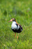 Kemphaan-Ruff-Kampfläufer-Calidris pugnax-Nederland-Netherlands-Niederlande