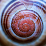 Slak detail-Snail-Schnecke-Nederland-Netherlands-Niederlande