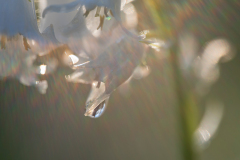 Druppel-Drop-Tropfe-Nederland-Netherlands-Niederlande