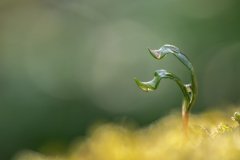 Druppel-Drop-Tropfe-Nederland-Netherlands-Niederlande