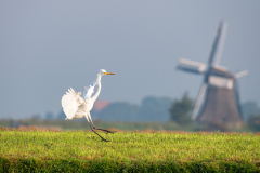 Grote zilverreiger-Great egret-Silberreiher-Ardea alba-Nederland-Netherlands-Niederlande
