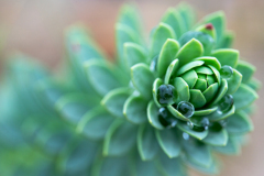 Vetkruid spe-Sedum spe.Nederland-Netherlands-Niederlande