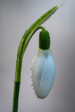 Gewoon sneeuwklokje-Common snowdrop-Kleines Schneeglöckchen-Galanthus nivalis-Nederland-Netherlands-Niederlande