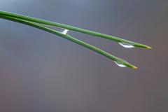 Dennennaald-Pine needle-Kiefernnadel-Nederland-Netherlands-Niederlande