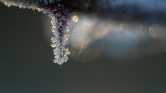 Rijp-Ripe-Reif-Nederland-Netherlands-Niederlande