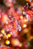 Kleine zonnedauw-Oblong-leaved sundew-Mittlere Sonnentau-Drosera intermedia-Nederland-Netherlands-Niederlande