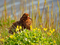 Kemphaan-Ruff-Kampfläufer-Calidris pugnax-Nederland-Netherlands-Niederlande