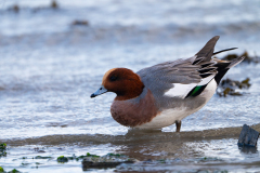 Smient-Eurasian wigeon-Pfeifente-Mareca penelopeNederland-Netherlands-Niederlande