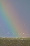 Waddenzee-Waddensea-Wattenmeer-Nederland-Netherlands-Niederlande