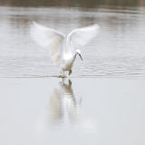 Kleine zilverreiger-Little egret-Seidenreiher-Egretta garzetta-Nederland-Netherlands-Niederlande