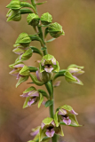 Duinwespenorchis-broad-leaved helleborine-Breitblättrige Stendelwurz-Epipactis helleborine subsp. neerlandica-Nederland-Netherlands-Niederlande