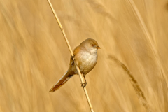 Baardman-Bearded reedling-Bartmeise-Panurus biarmicus-Nederland-Netherlands-Niederlande