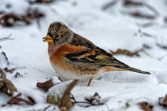 Keep-Brambling-Bergfink-Fringilla montifringilla-Nederland-Netherlands-Niederlande