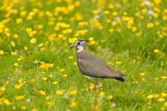 Kievit-Northern lapwing-Kiebitz-Vanellus vanellus-Nederland-Netherlands-Niederlande
