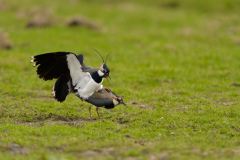 Kievit-Northern lapwing-Kiebitz-Vanellus vanellus-Nederland-Netherlands-Niederlande