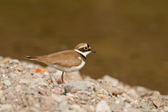 Kleine plevier-Little ringed plover-Flussregenpfeifer-Charadrius dubius-Nederland-Netherlands-Niederlande