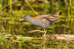 Kleinst waterhoen-Baillon's crake-Zwergsumpfhuhn-Zapornia pusilla-Nederland-Netherlands-Niederlande
