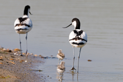 Kluut-Pied avocet-Säbelschnäbler-Recurvirostra avosetta-Nederland-Netherlands-Niederlande