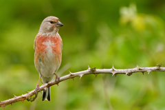 Kneu-Common linnet-Bluthänfling-Linaria cannabina-Nederland-Netherlands-Niederlande