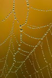 Bedauwd web-Dewy web-Taufrisches Netz-Nederland-Netherlands-Niederlande
