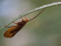 Kokerjuffer-Caddisflies-Köcherfliegen-Trichopter-Nederland-Netherlands-Niederlande