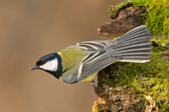 Koolmees-Great tit-Kohlmeise-Parus major-Nederland-Netherlands-Niederlande