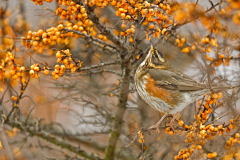 Koperwiek-Red wing- Rotdrossel-Turdus iliacus-Nederland-Netherlands-Niederlande