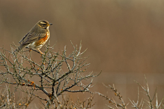 Koperwiek-Red wing- Rotdrossel-Turdus iliacus-Nederland-Netherlands-Niederlande