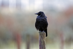 Kauw-European jackdaw-Dohle-Coloeus monedula-Nederland-Netherlands-Niederlande