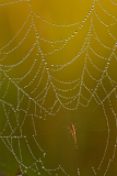 Strekspin op bedauwd web-Long-jawed orb weavers-Streckerspinnen-Tetragnathidae-Nederland-Netherlands-Niederlande