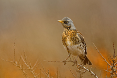 Kramsvogel-Fieldfare-Wacholderdrossel-Turdus pilaris-Nederland-Netherlands-Niederlande