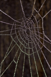 Berijpt web-Frosted web-Gefrostetes Netz-Nederland-Netherlands-Niederlande