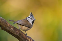 Kuifmees-Crested tit-Haubenmeise-Lophophanes cristatus-Nederland-Netherlands-Niederlande
