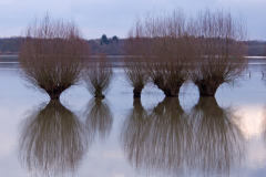 Langs de IJssel-Allong the river IJssel-Entlang des IJssel Flusses-Nederland-Netherlands-Niederlande