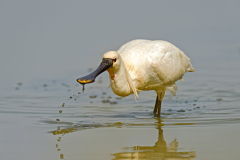 Lepelaar-Eurasian spoonbill-Löffler-Platalea leucorodia-Nederland-Netherlands-Niederlande