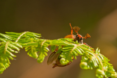 Meikever-Common cockchafer-Feldmaikäfer-Melolontha melolontha-Nederland-Netherlands-Niederlande