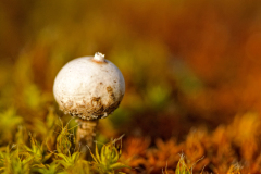 Gesteelde stuifbal- Zitzen-Stielbovist-Tulostoma brumale-Nederland-Netherlands-Niederlande