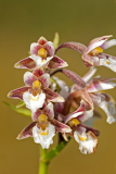 Moerraswespenorchis-Marsh helleborine-Sumpf-Stendelwurz-Epipactis palustris-Nederland-Netherlands-Niederlande