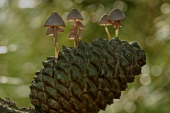 Mycene op denneappel-Mycene on pine cone-Mycena auf Kiefernzapfen-Nederland-Netherlands-Niederlande