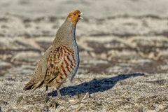Patrijs-Grey partridge-Rebhuhn-Perdix perdix-Nederland-Netherlands-Niederlande