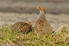 Patrijs-Grey partridge-Rebhuhn-Perdix perdix-Nederland-Netherlands-Niederlande