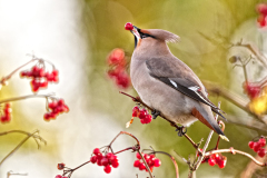 Pestvogel-Bohemian waxwing-Seidenschwanz-Bombycilla garrulus-Nederland-Netherlands-Niederlande