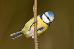 Pimpelmees-Eurasian blue tit-Blaumeise-Cyanistes caeruleus-Nederland-Netherlands-Niederlande