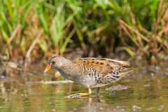 Porseleinhoen-Spotted crake-Tüpfelsumpfhuhn-Porzana porzana-Nederland-Netherlands-Niederlande