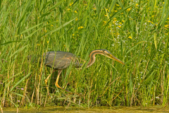 Purperreiger-Purple heron-Purpurreiher-Ardea purpurea-Nederland-Netherlands-Niederlande