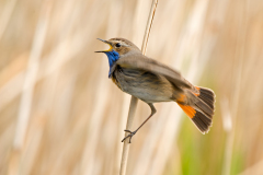 Blauwborst-bluethroat-Blaukehlchen-Luscinia svecica-Nederland-Netherlands-Niederlande