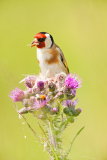 Putter-European goldfinch-Stieglitz-Carduelis carduelis-Nederland-Netherlands-Niederlande