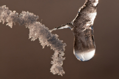 Bevroren druppel-frezen drop-gefrorener Tropfen-Nederland-Netherlands-Niederlande